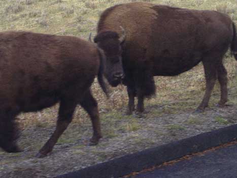 etwa 3000 Tiere weiden im Nationalpark